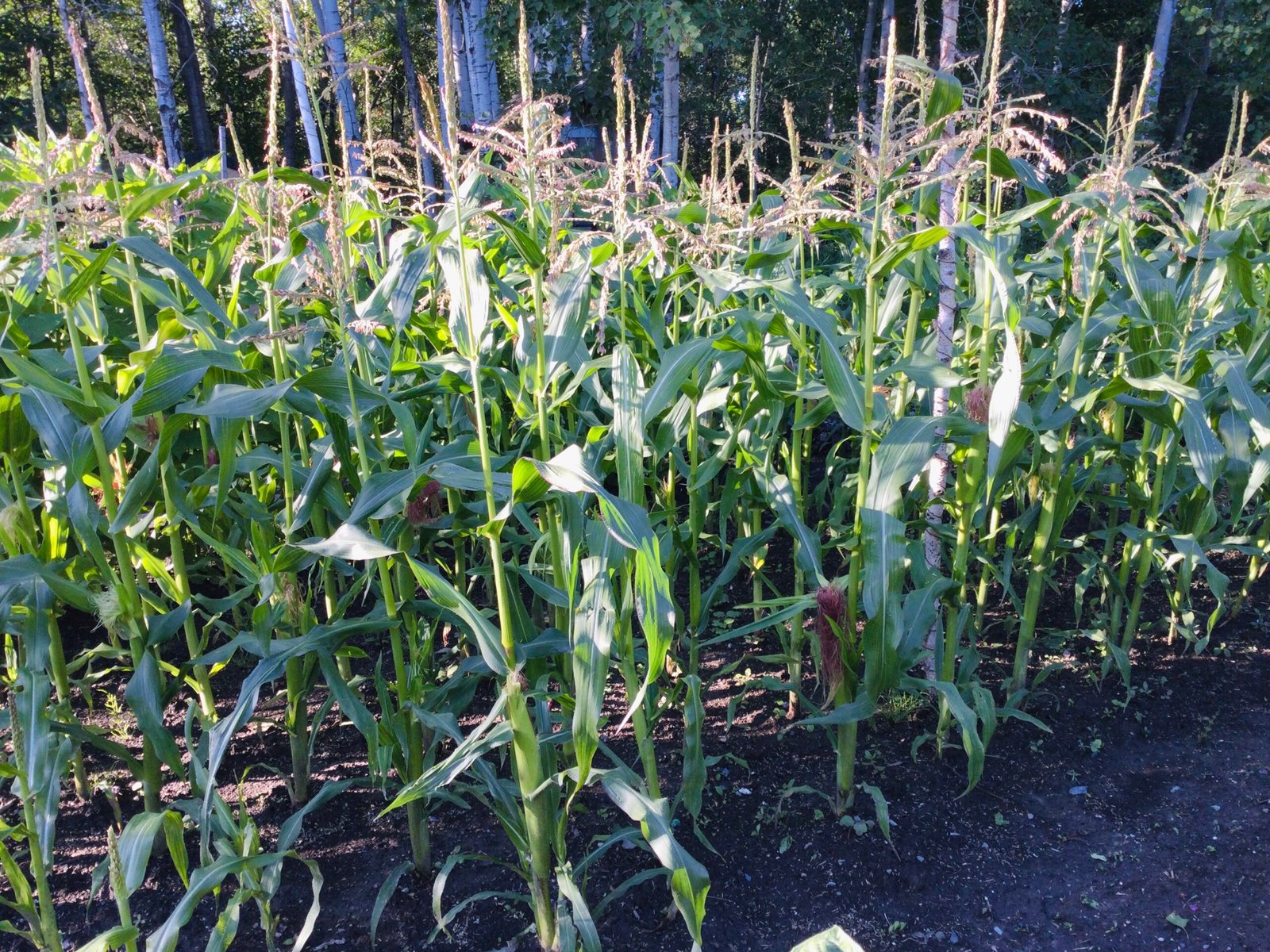Simonet Sweet Corn Seeds - Image 3