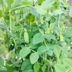Turner's Spring Shelling Pea Seeds