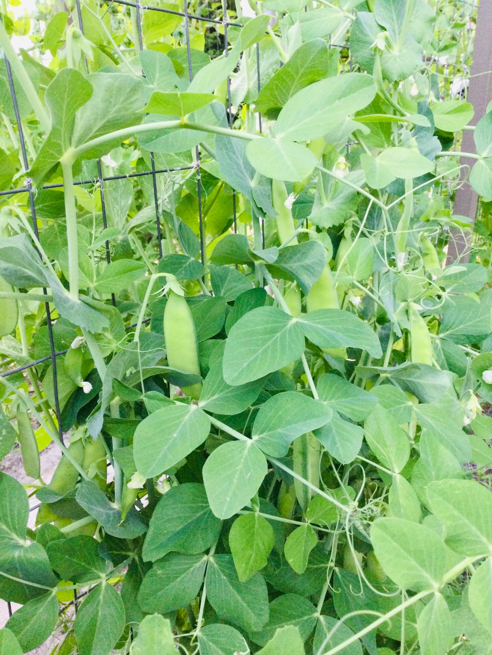 Turner's Spring Shelling Pea Seeds