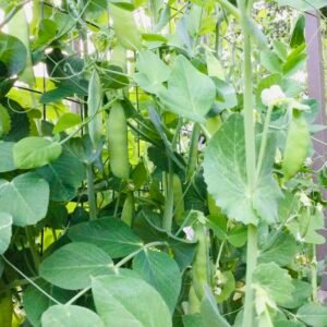Veitch's Perfection Shelling Pea Seeds