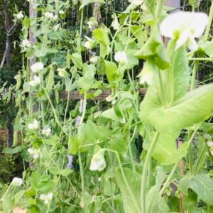 Stokesley Shelling Pea Seeds
