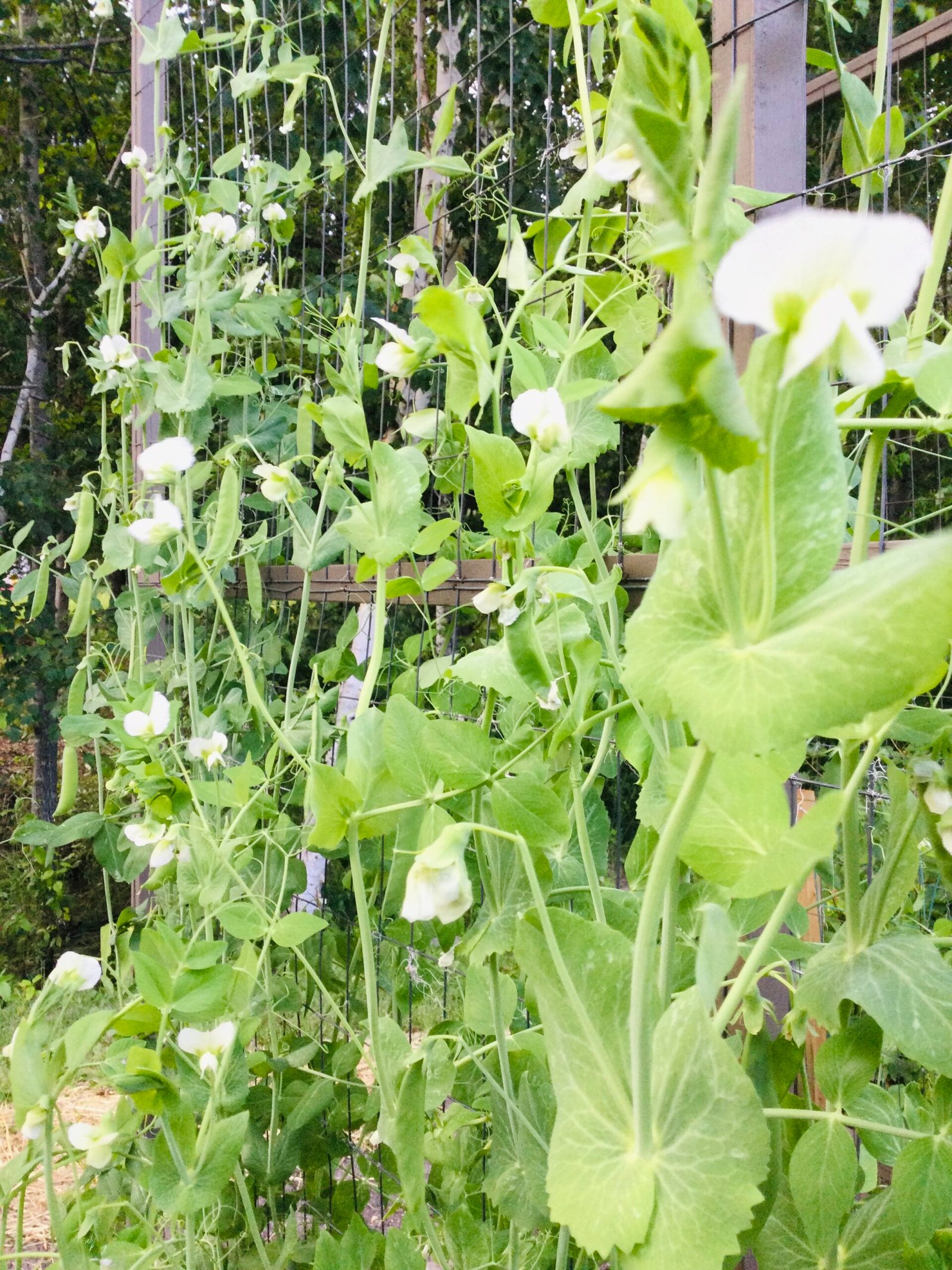 Stokesley Shelling Pea Seeds