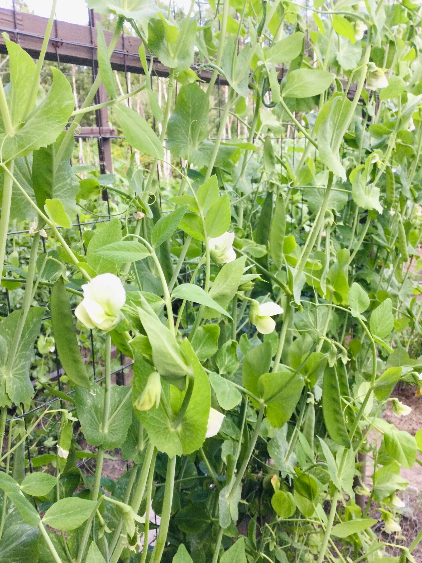 Stokesley Shelling Pea Seeds - Image 2