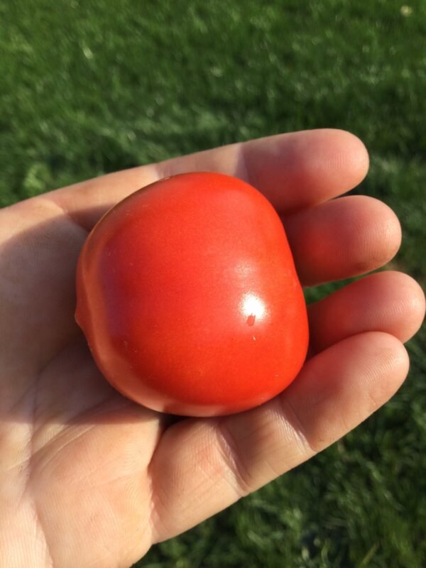 Beta Tomato Seeds