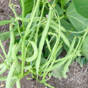 Graziskiai #1 Bush Bean Seeds
