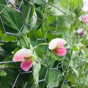 Monk Dry Pea Seeds