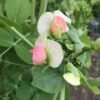 Salmon Flowered Crown Pea Seeds