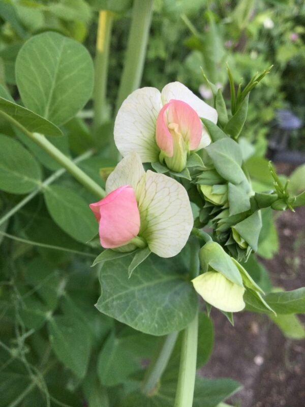 Salmon Flowered Crown Pea Seeds