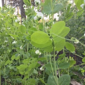 Sapporo Express Shelling Pea Seeds