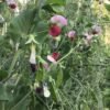 Lollandske Rosiner Dry Pea Seeds