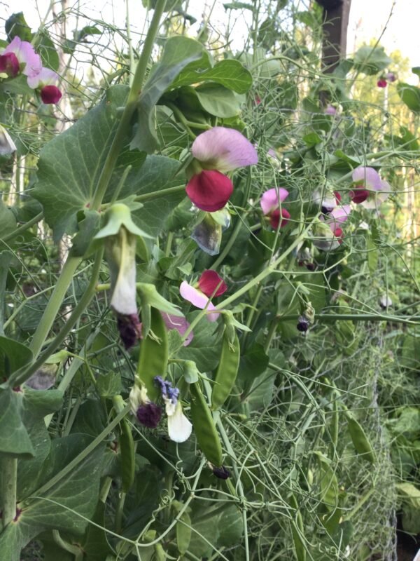 Lollandske Rosiner Dry Pea Seeds