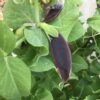 Beauregarde Purple Snow Pea Seeds