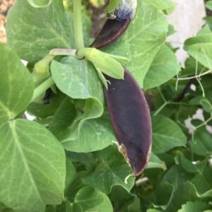 Beauregarde Purple Snow Pea Seeds