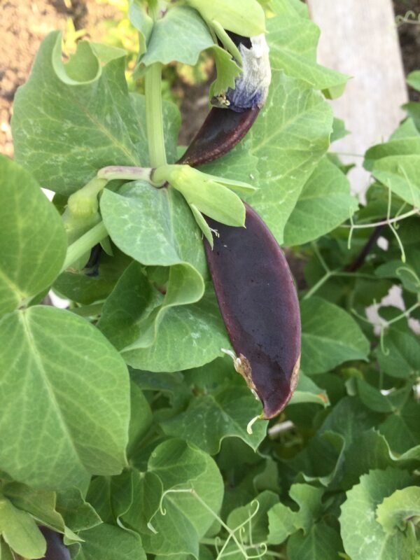 Beauregarde Purple Snow Pea Seeds