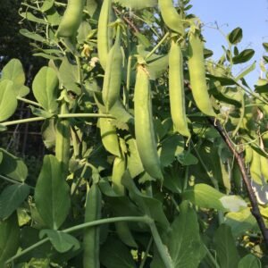 Wintererbse Sima Shelling Pea Seeds