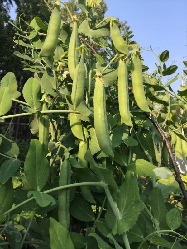 Wintererbse Sima Shelling Pea Seeds