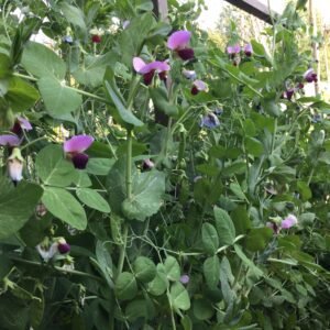 Charlevoix Dry Pea Seeds