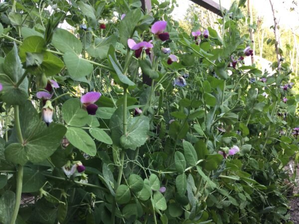 Charlevoix Dry Pea Seeds