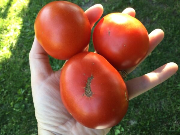 Uralskiy Ranniy Tomato Seeds