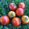 Beta Tomato Seeds