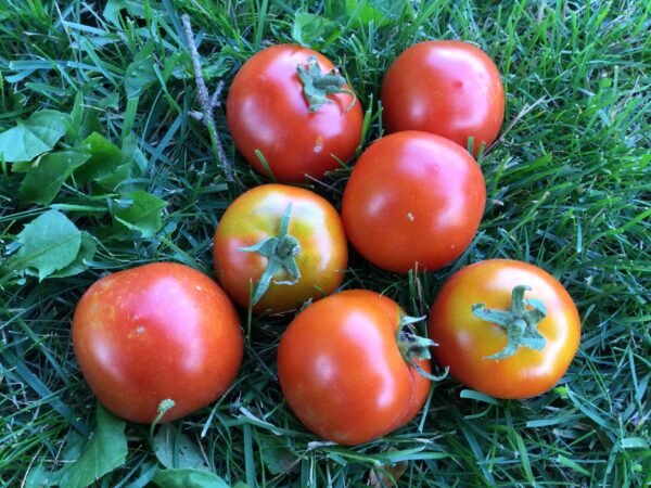 Beta Tomato Seeds