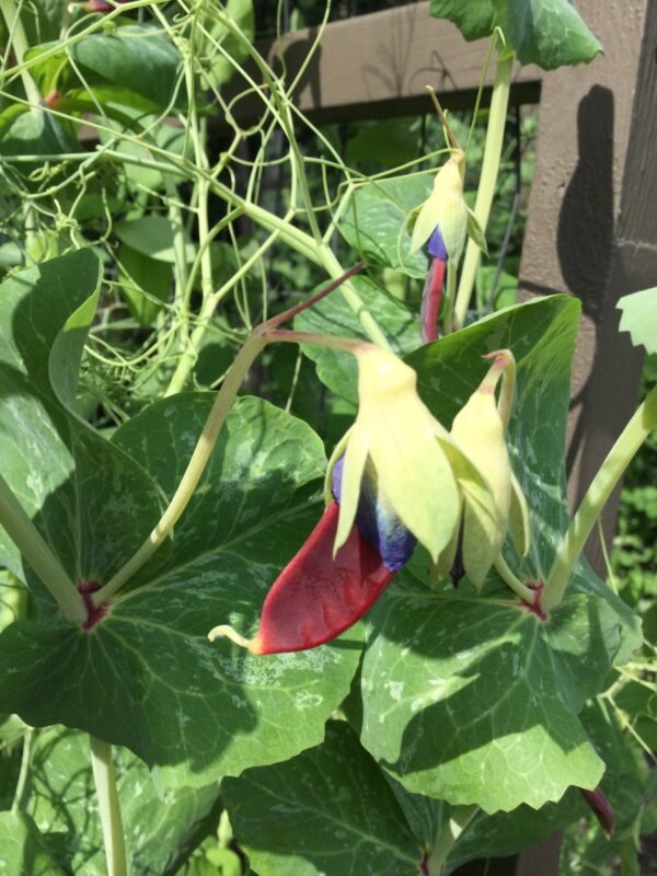 Ruby Beauty Snow Pea Seeds