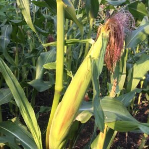 Simonet Sweet Corn Seeds
