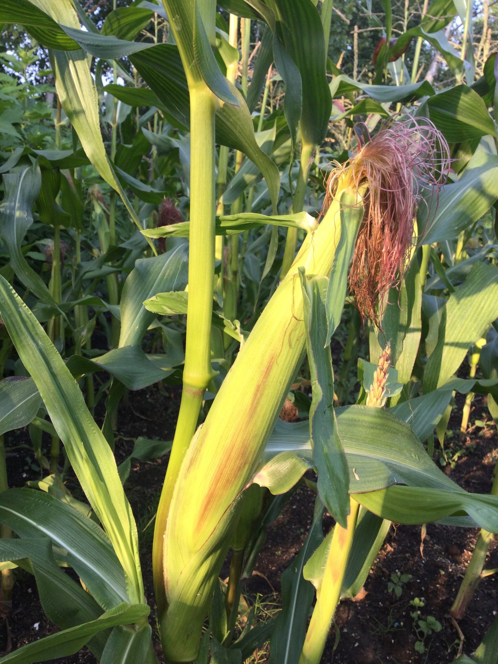 Simonet Sweet Corn Seeds