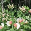 Salmon Flowered Crown Pea Seeds