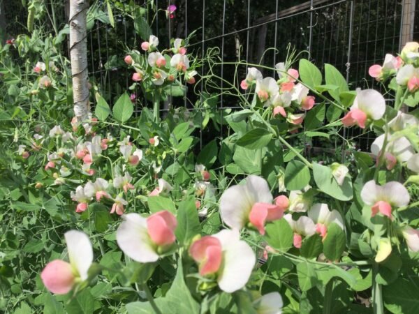 Salmon Flowered Crown Pea Seeds