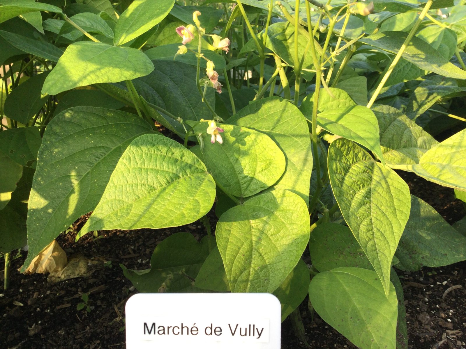 Marché de Vully Bush Bean Seeds - Image 2