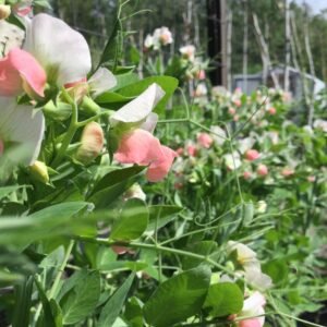 Salmon Flowered Crown Pea Seeds