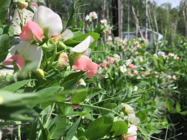 Salmon Flowered Crown Pea Seeds