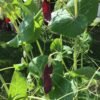 Ruby Beauty Snow Pea Seeds