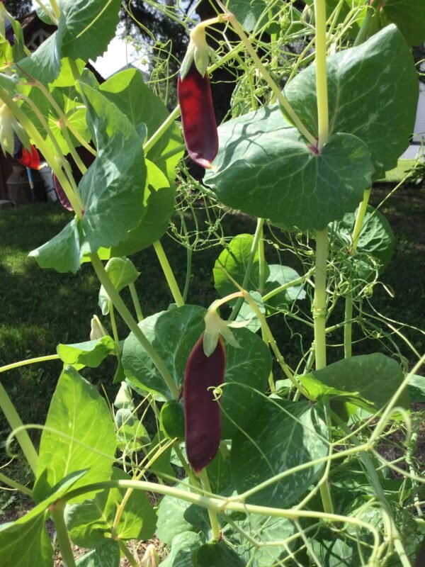 Ruby Beauty Snow Pea Seeds