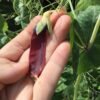 Ruby Beauty Snow Pea Seeds