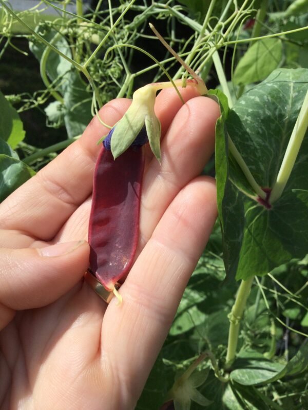 Ruby Beauty Snow Pea Seeds