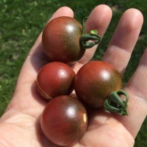 Reinhard Kraft’s Purple Sugar Cherry Tomato Seeds