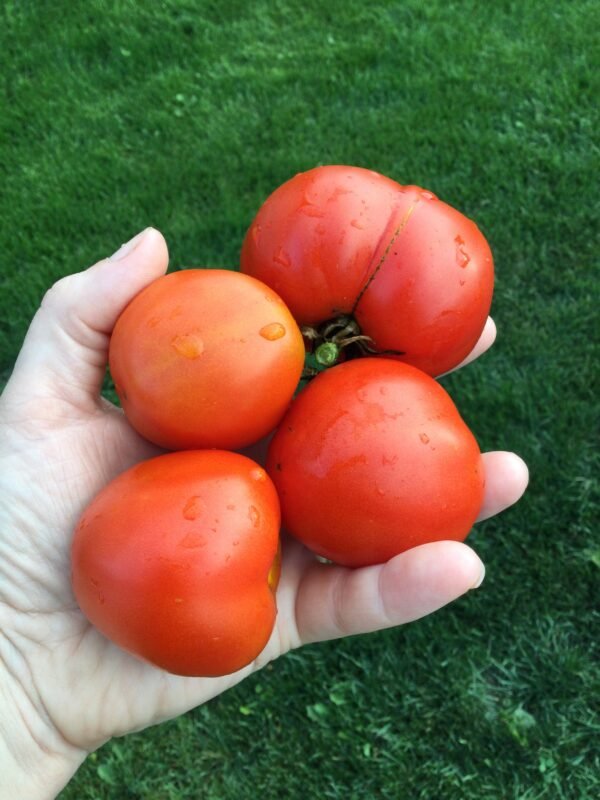 Beta Tomato Seeds