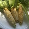 Yukon Supreme Corn Seeds