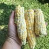 Yukon Supreme Corn Seeds