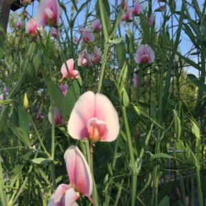 Tangier Flower Pea