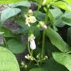 Veitch Wonder Bush Bean Seeds