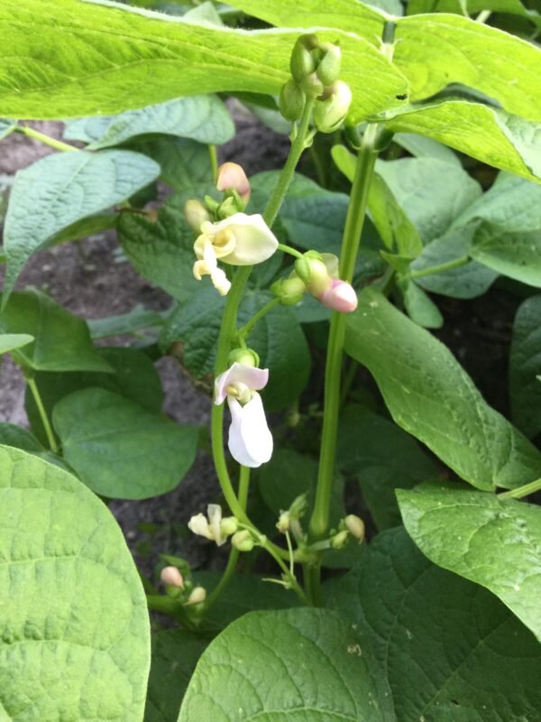 Veitch Wonder Bush Bean Seeds