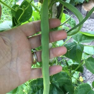 Brita's Footlong Bean Seeds