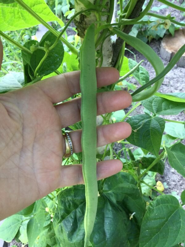 Brita's Footlong Bean Seeds