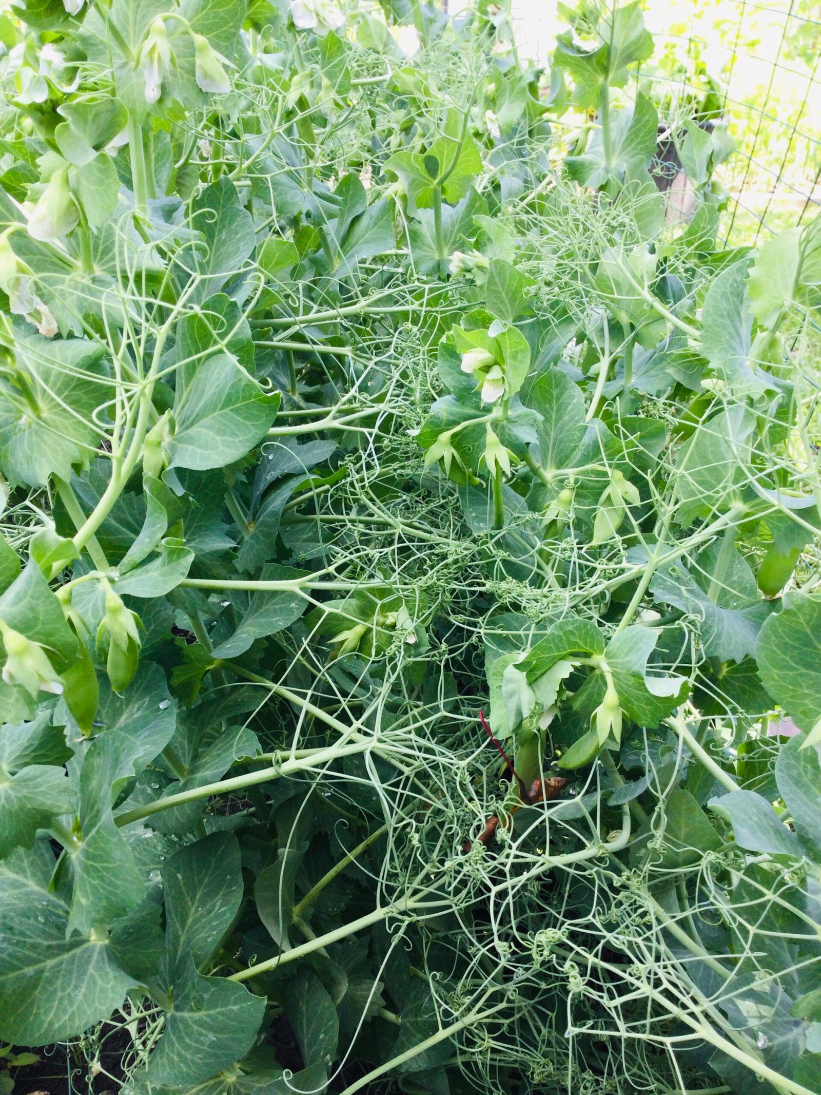 Stanhope Shelling Pea Seeds - Image 2