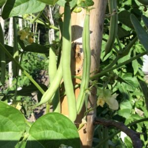 Donald Todd's Half Runner Pole Bean Seeds