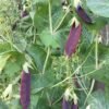 Ruby Beauty Snow Pea Seeds