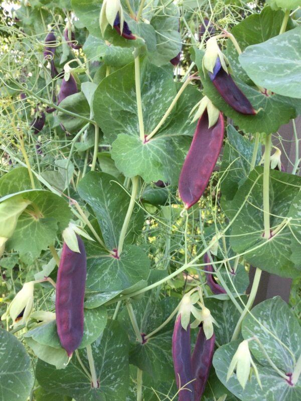 Ruby Beauty Snow Pea Seeds